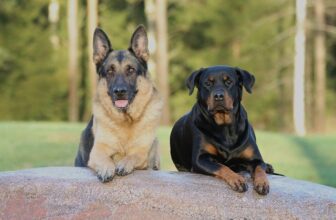 German Shepherd vs Rottweiler – BarkBlaster