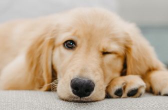 Why Do Dogs Wink? The Answer Isn’t as Cute as You’d Think