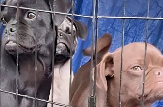 New Records Reveal Lack of Action for Animals on Skid Row