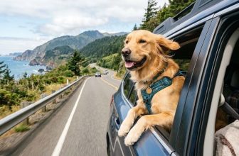 Best Dog Travel Products for Road Trips: 15 Essentials