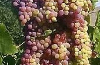 NEW VIEW ON ROMAN TEXT REWRITES WINE-MAKING HISTORY