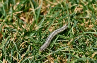 Are Fall Armyworms Destroying Your Lawn?