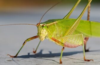 Scientists Recreated the Long-Lost Chirps of Jurassic Insects. Listen to the Simulated Soundscape of 165 Million Years Ago