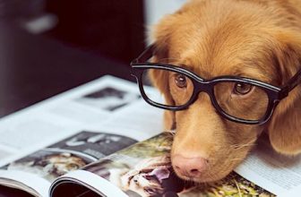 Old Dog? New Tricks. Can Fear Make You Too Old To Change?