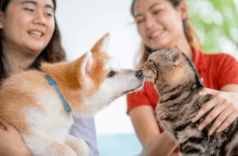 Flea Infestation in Singapore Homes