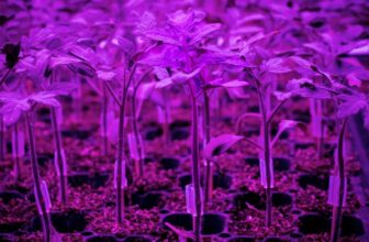 Rooted-in-tech’s Ricardo Hernandez – Urban Ag News