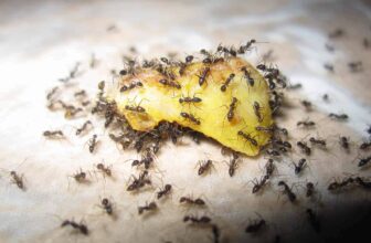 Ant Infestation in Singapore – Greencare Pest Control & Cleaning