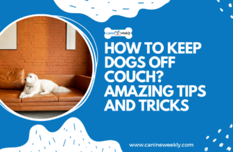 How to Keep Dogs Off Couch? 5 Amazing Tips and Tricks