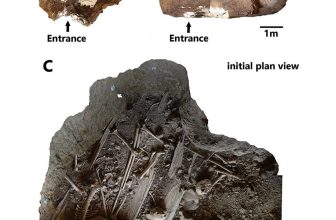 8,000 Insect Remains Show a Gran Canaria Tomb Was a Granary