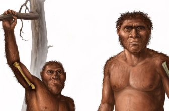 Little Foot Still Climbed Like an Ape 3.67 Million Years Ago