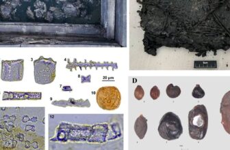 Oak-Wrapped Grain Bundles in a Chu King’s Tomb, 2,200 Years Old