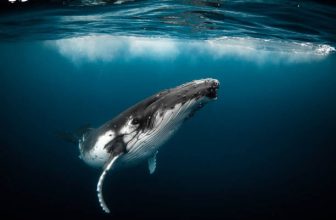 Channeled Messages from Humpback Whale!