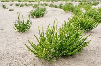 Guest article: There’s a market for saline agriculture. It just needs a boost