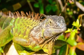 Strange Iguana Noises at Night? Here’s What They Mean