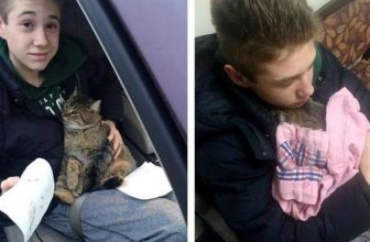 14-Year Old Boy Runs Into Incoming Traffic On Highway To Save Cat That Was Thrown Out Of The Car By Ruthless Previous Owner