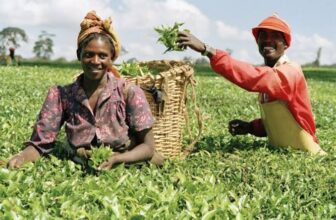 Agricultural Loans in Nigeria: Top Funding Options, Requirements & Application Guide