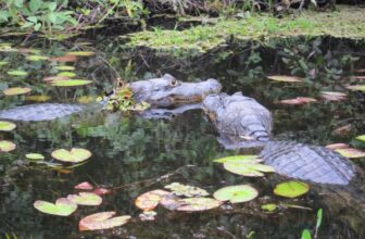 Caught up in a caiman face off – Deborah Ives, Solo In Style