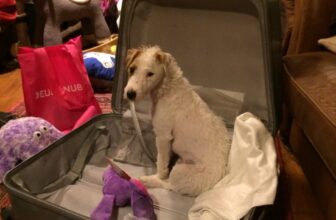 All in Advent Window 22! – Be That Dog!