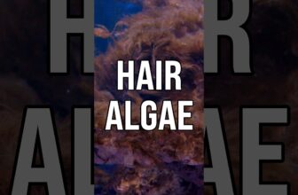 Dealing with Hair Algae