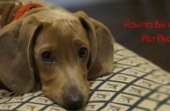 How to Be a Great Pet Parent
