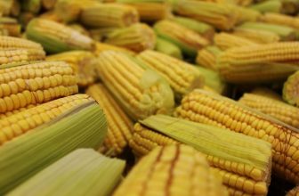 From the Field: How Fall Harvest Fuels Animal Agriculture 