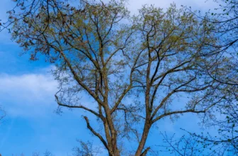 Storm Damaged Trees Cincinnati | Ahlum & Arbor