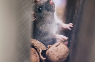 Protecting Your Business Reputation | KY-KO Pest Prevention