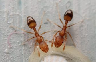 Ant Species Identification in Singapore