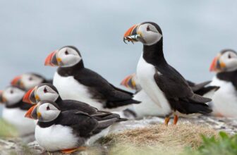 In 2002, Lundy began its rat-eradication project; puffins later rose from 13 in 2000 to 1,335, and more than 40,000 seabirds now nest on the island