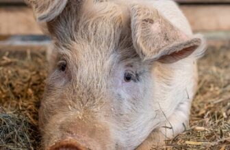 Farmed animals are more than we’ve been told
