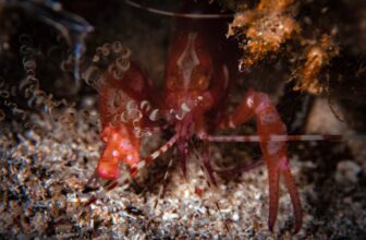 The Other Pistol Shrimp for Reefs