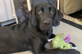 How Much Should My Lab Weigh?