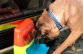 The 10+ Best Interactive Dog Puzzle Toys For Boredom