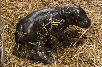 VIDEO: Baby Pygmy Hippo Born at Toronto Zoo!