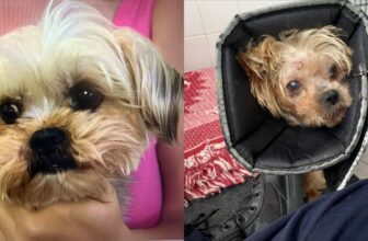 Up to $10,000 Reward: Who Beat and Left This Yorkie in a Norfolk Field?