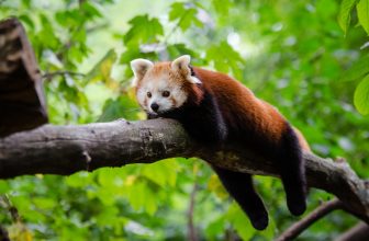 5 Cool Facts about Red Pandas for International Red Panda Day