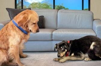 He Was a Street Dog So Scared He Couldn’t Move. Then Kobe Met Him.
