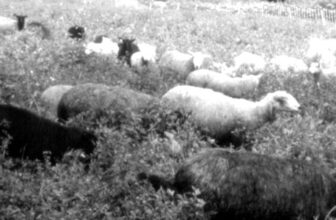 The Sheep Are In The Garden! – Small Farmer’s Journal