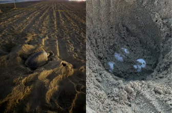 In a First, Sea Turtles Were Spotted Nesting on the U.S. West Coast. Scientists Say the ‘Super’ El Niño Could Have Brought Them There
