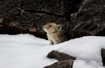 Seven Ways a Plant-Based Diet Helps Wild Animals