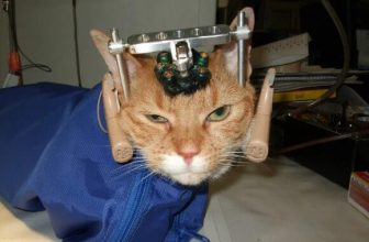 Congress Could End Federal Funding of Cruel Experiments on Dogs and Cats