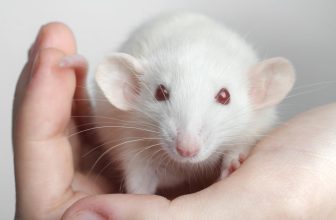 Campaign Updates: Animals Sickened, Mutilated, Killed in Military-Funded Tests Abroad