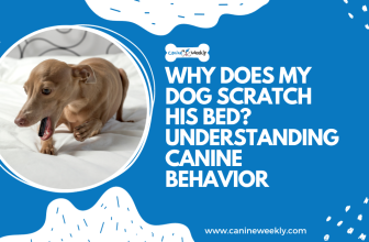 Why does My Dog Scratch his Bed? Understanding Behavior