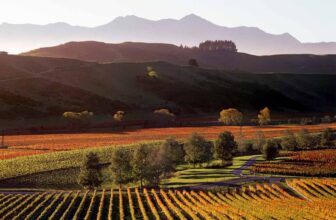 Pinot Noir of Marlborough on the Rise