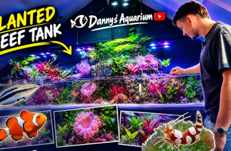 From Aquariumhuis Romberg to the Cover of Reef Hobbyist Magazine: Inside Danny’s Studio Tour | Reef Builders