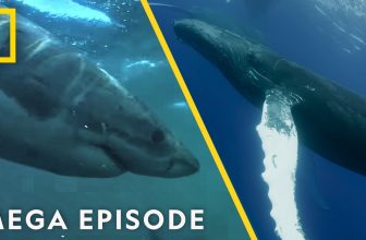 Orcas vs Great White Sharks & Humpback Whales | Whale MEGA Episode Special | Nat Geo Animals