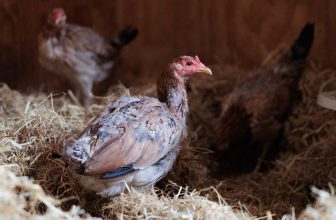 Three Chickens Safe at Sanctuary After Being Dumped with Trash