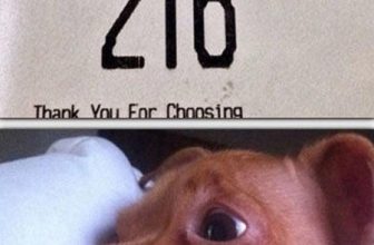 18 Funniest Dog Pictures and Memes in the History of the Internet