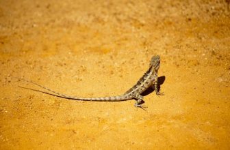 Channeled Messages from Lizard for All!