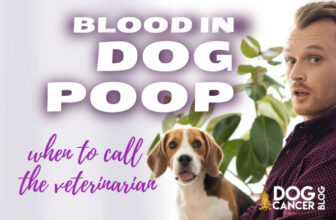 When to Call Your Vet About Blood in Dog Stool